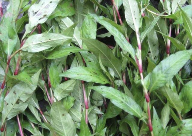 「种植物」池塘边,有1种“辣蓼草”很旺盛,以往“抓鱼”会用到它,用处多