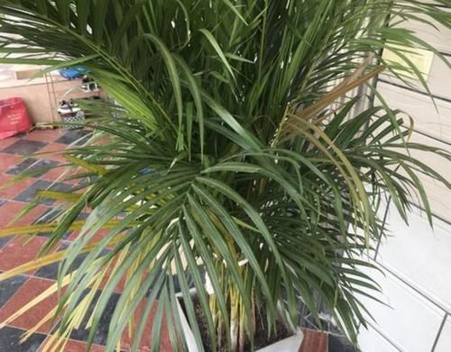  「观赏价值」室内放3种“植物”，灰尘、甲醛减少，不仅净化空气，还好看！