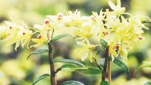  「黄灿灿」此花花色金黄灿灿，花开浓香，防癌益胃?滋阴生津，营养价值很高