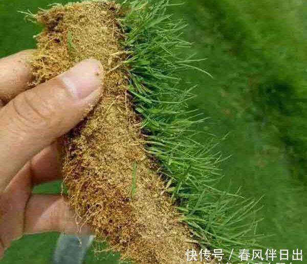  [大片]庭院、小花园如何养好草坪？做到4点长势旺，绿油油一大片好漂亮