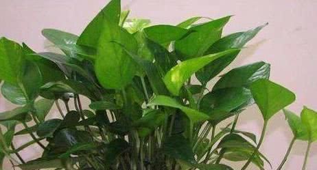  #植物#还在养绿萝？这“2种”植物养客厅，既能“吸甲醛”又能助睡眠！