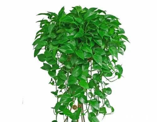  家里|家里养有六种花卉的，可别忘了掐心，越掐爆盆越快，开花越多