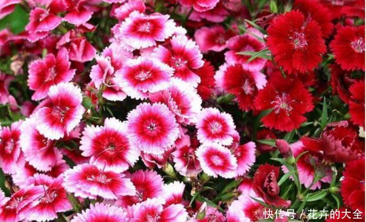 『五彩石竹』春天养此款花卉,花期200多天,花开香飘溢满屋,阳台变温馨花园
