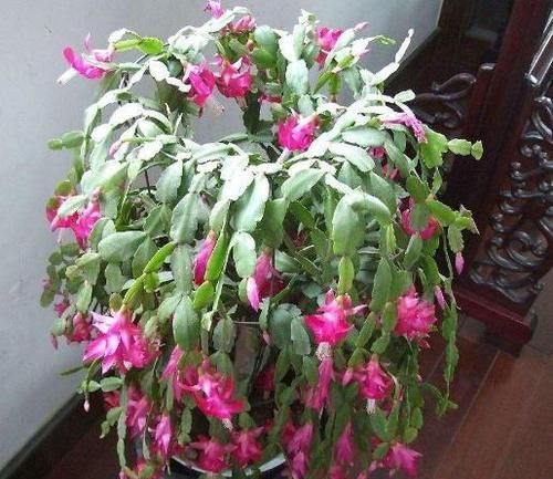  『秘密』栀子花、蟹爪兰开花不断的秘密“一种肥水”10天喷一次，全搞定