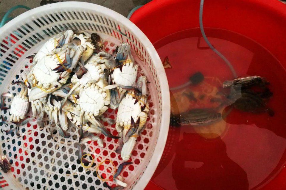 海鲜摊贩说 自从卖上梭子蟹 家里就没吃过活的 每天4个小时坚守