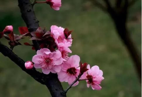  【园林景观】赏花不知花叫啥？一份春季花朵辨认指南请查