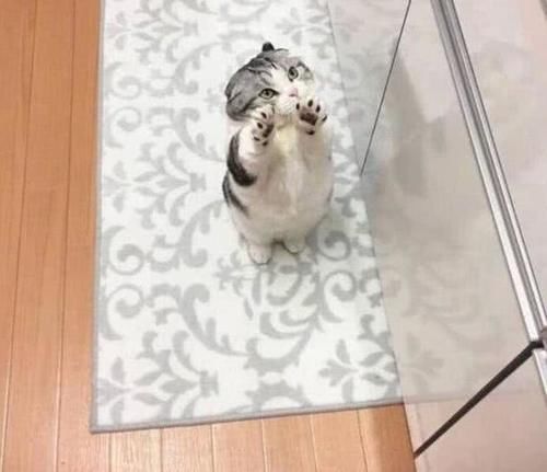 拒绝@猫咪堵在门口求抱抱,铲屎官嫌烦拒绝了,随后的样子让人感到慌了