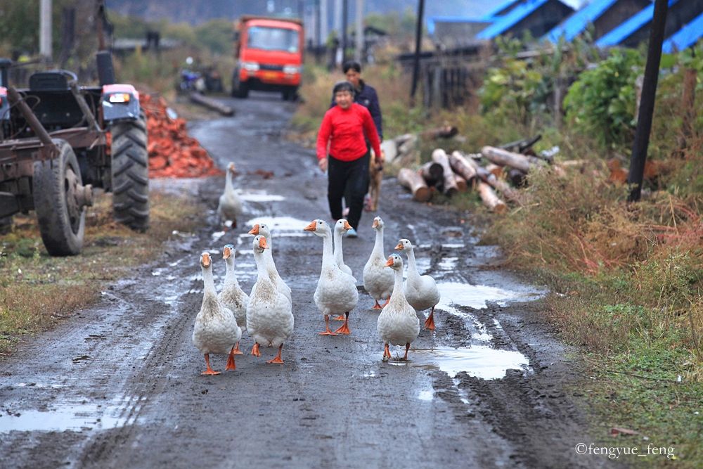大兴安岭特大火灾澳洲火灾