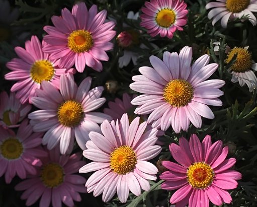  「不妨」喜欢养菊花，不妨试试这几朵，花形别致，花色淡雅，简简单单就爆