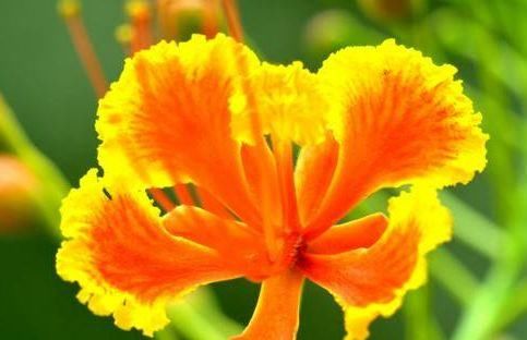  『养花』喜欢养花？养这几款植物，增加湿度，净化空气，美观大气