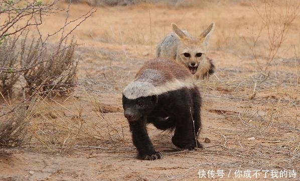 「南非」南非狐夫妇为护幼仔不惧蜜獾,狭路相逢勇者胜,平头哥怂了!