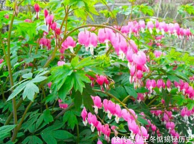 『养花』4种花是“开花机器”,全年开花不断,养花首选,1盆能开100朵花