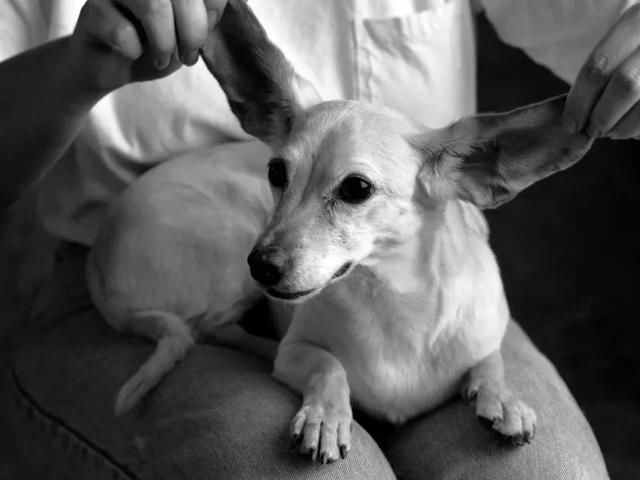 在网上被骂，在小区里被打，竟然还有人要毒我们的狗，为什么现在