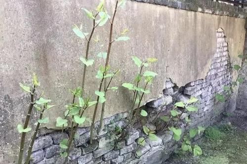  「此种」此种“杂草”，院子里看到1次，要拔1次，它繁殖快，?能破坏建筑