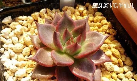 #上名#傻傻分不清的多肉,就看它这儿,一眼就能叫上名!