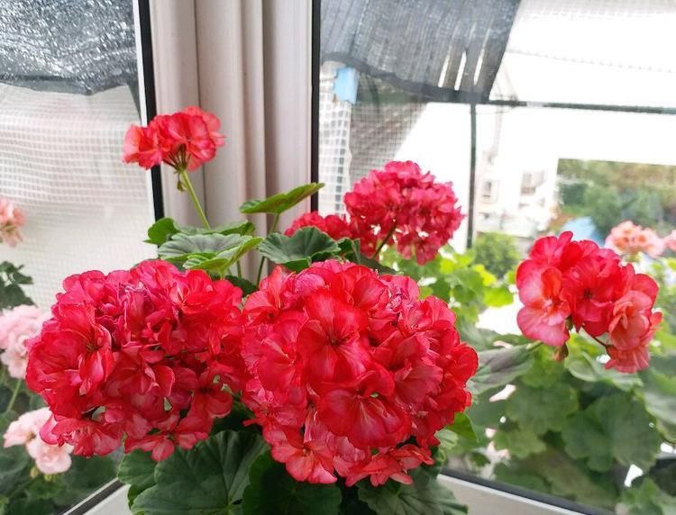  [堪称]此花，堪称“菊中精品”，花开妖娆不凡，清新淡雅，观赏价值极高！