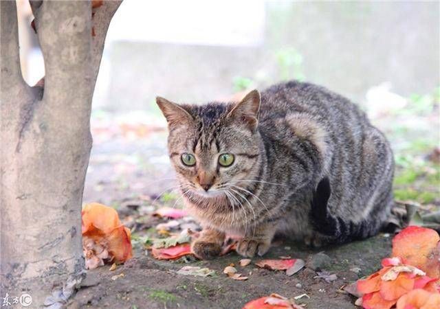『 些谣言』因主人误信谣言，猫咪：我们不会染上新冠肺炎，狸花猫一家被抛弃