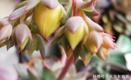  「养花」新手养花，不如养观赏精品：月光女神多肉怎么养，开花要不要剪掉
