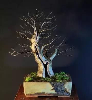 盆景展 ,美美美 !