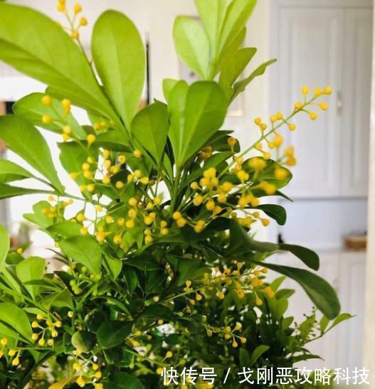 直长一直开花:阳台养米兰,总结几点“经验”,叶子不黄更繁茂,四季开花满屋香