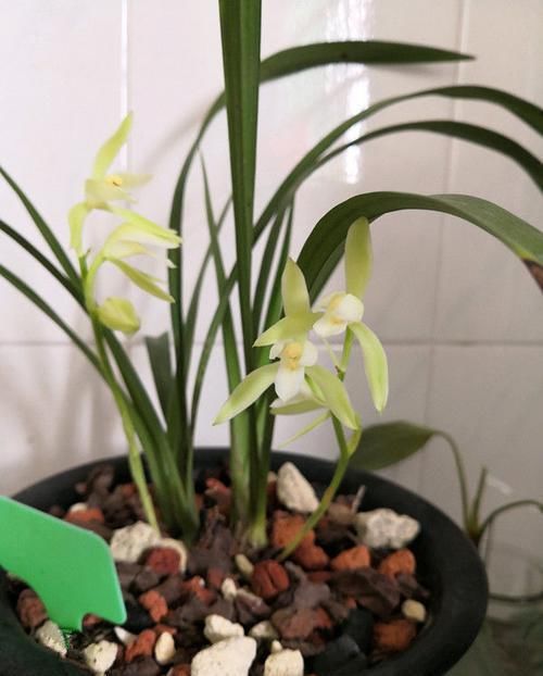  『花开香』此款植物经常爆盆，好养颜值高，枝叶亭亭玉立，花开香飘溢满屋