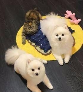 只猫咪@看到和自己长得像的猫,两只猫的举动“神相似”,先来一顿