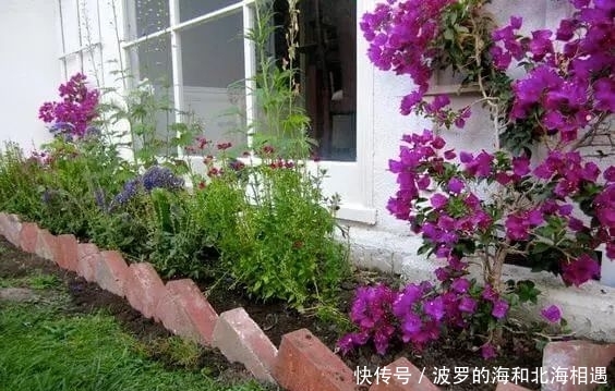 『花钱』捡来的玻璃瓶插在花池边,美观还不花钱,邻居都跑来参观