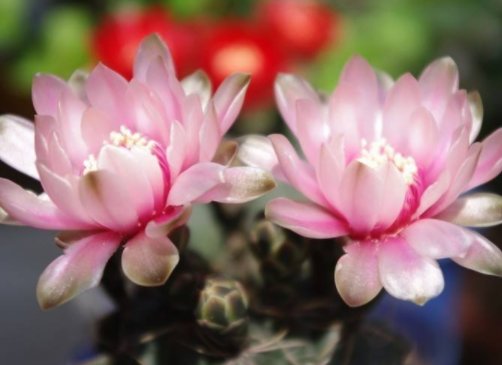  小巧■这5款花最耐旱，花叶俱美，粉嫩小花挂枝头，小巧烂漫又惹人爱