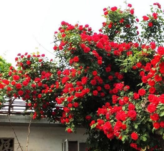  庭院■绿萝扔了吧，此花沾土就活，花期长达200天，种2棵庭院变花海