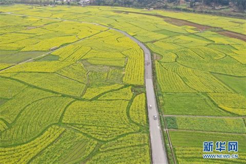  【防控】贵州贵定：山花烂漫 疫情防控不松懈