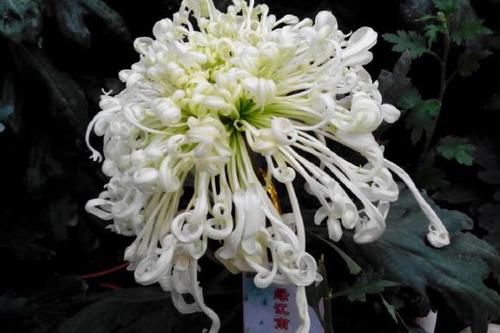  【堪称】喜欢菊花，不如养盆“绿江南”，堪称“珍稀名菊”，碧洁典雅！