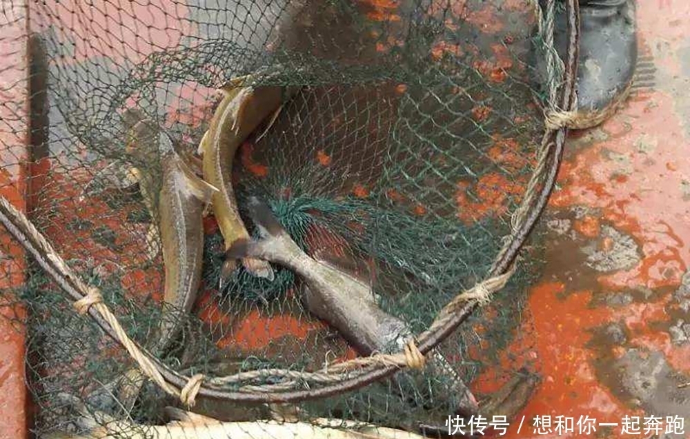 水流|俗称“水米子”,30年前江里很多,上岸后养不活,至今无法养殖