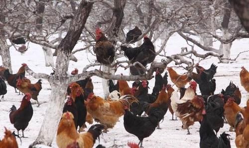  为饲料的养：农民未来养殖什么动物比较好？专家：养殖牛羊，鸡是大趋势少养猪