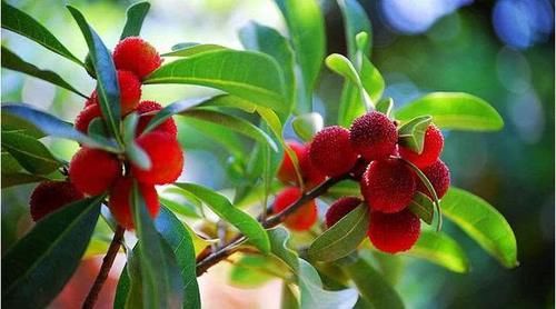  果实@农村值钱东西很多？以前不当回事，现在才知道70元一两