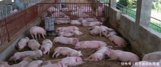  [养殖场]2019年，农村禁养新规，这3类已被列入禁养范围，农民要