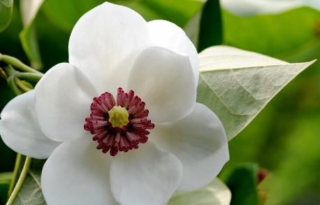  『芳香』此花，花姿妖娆色如雪，传说天外飞仙所馈赠，芳香怡人营养价值高