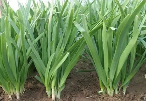  #灌溉#农村菜园子种菜，爱使用粪水灌溉，这菜能吃吗？使用粪水好不好呢