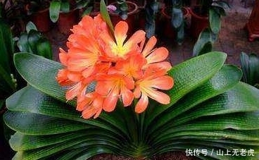  「让君子」君子兰叶片如剑，花开三四次，全靠在盆里扔了“吸水营养肥”！