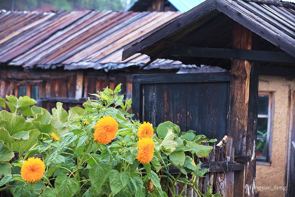 大兴安岭特大火灾澳洲火灾