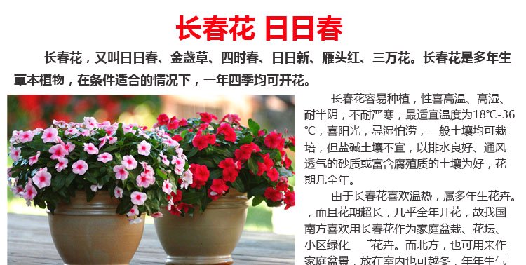 【漂亮】4种便宜的花草，最爱在春天开花，剪一茬开一茬，开得越来越漂亮！叶子也很美