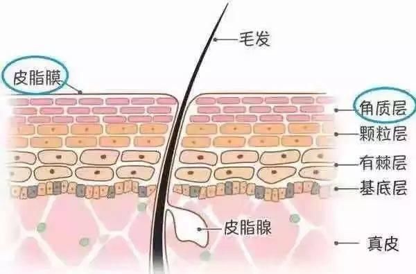  「夏季」夏季出油，冒痘，毛孔粗大怎么办？