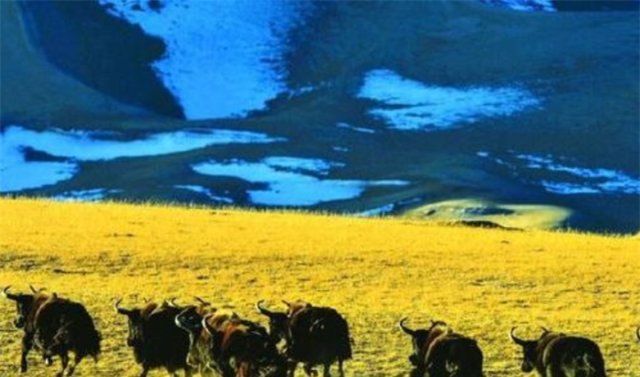  我国：我国面积最大的县，相当于2个浙江、2个江苏或32个上海的