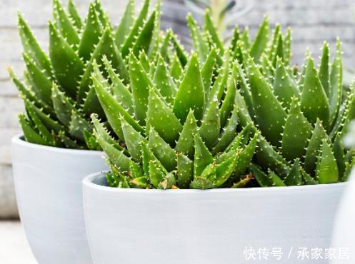  『往来』人情往来中，这4种花不要轻易送人，小心把自家“福气”送走