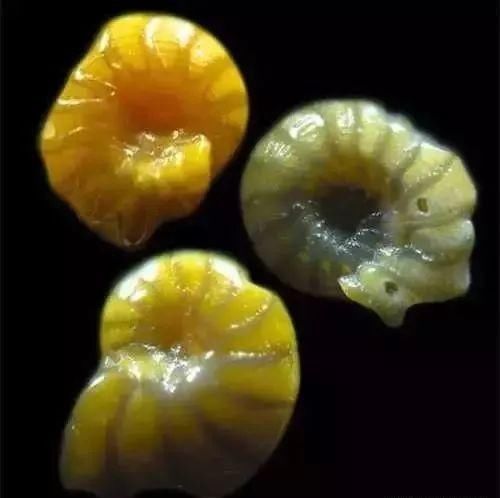 普通沙子放大300倍后是怎么样的?美丽的让人怀疑!