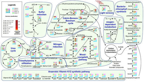  【研究】《Microbiome》杂志发表！深圳大学团队在深古菌代谢潜能领域取得重要突破
