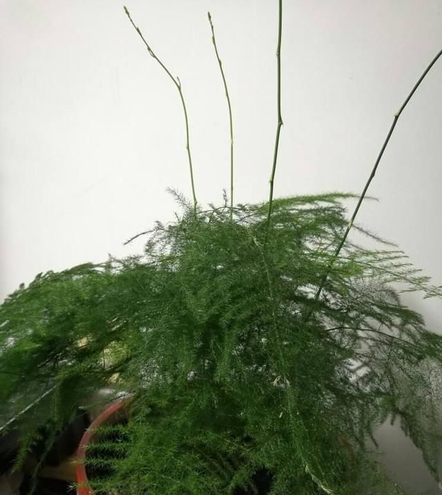  『实力』养花也分“菜鸟”和“大神”，从这几种花，就能看出你的养花实力