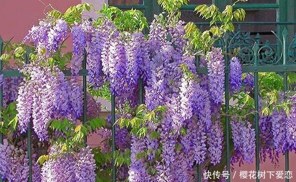 『春天』家有紫藤花,开花好幸福,春天这么养,开花一百年
