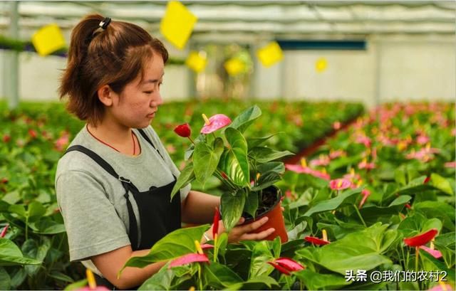 五个适合在农村的小投资项目，想创业的进来看看吧！