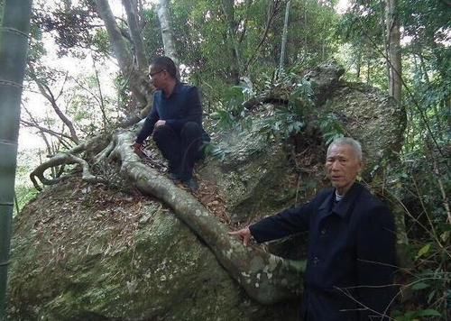  『野林』山间野林发现千年海黄树抱巨石， 是什么让它们相互依偎着！