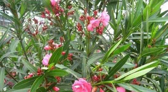  『植物』作为最毒植物之一，为什么大城市的马路边到处都是？